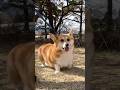 早足なコーギー / A Corgi walking briskly. #コーギー #corgi #サクラ