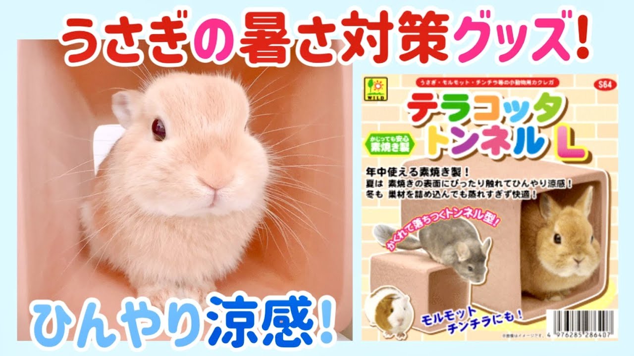 ひんやり うさぎの暑さ対策 テラコッタトンネルをはじめて使ってみたメル太郎くんの反応は 涼感グッズ Youtube