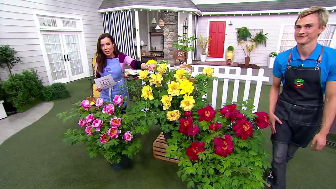 Roberta's 1-Piece Itoh Hybrid Peony Live Plant on QVC