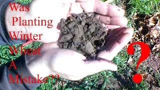 What Did Planting WHEAT Do to My SOIL?