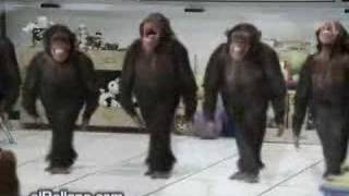 horon oynayan maymunlar Resimi