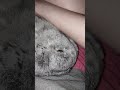 #yutubeshorts #cute #cuterabbit #rabbit #kpop #bts #btsarmy #swim #mycuterabbit #subscribe