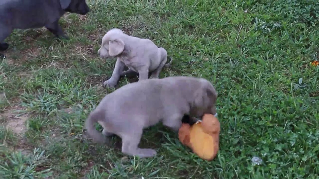 greenfield puppies silver labs