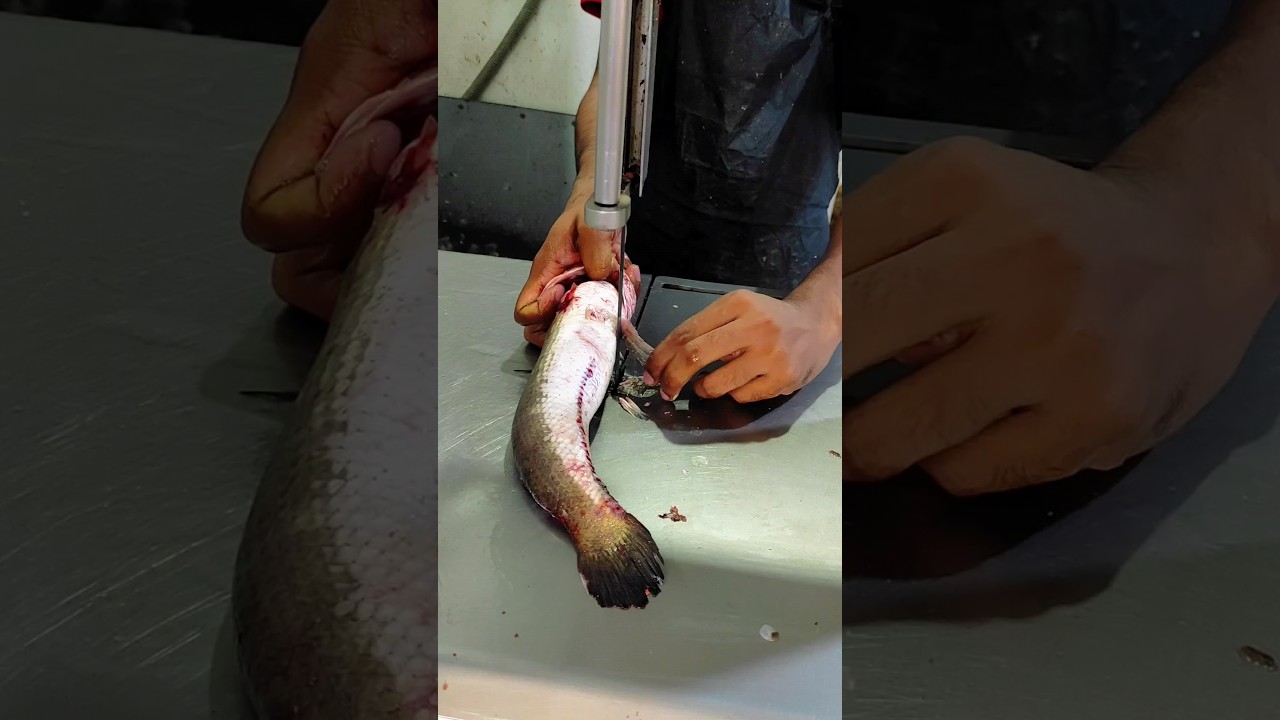 Amazing Live Huge Sola Fish Cutting Skills