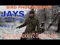 BIRD PHOTOGRAPHY-HOW TO- JAYS IN THE SNOW