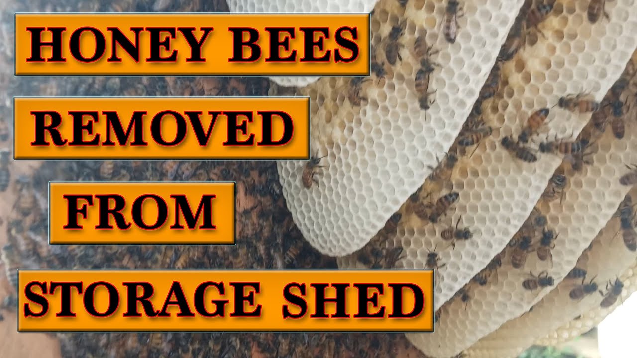 HONEY BEES REMOVED FROM STORAGE SHED. T&T