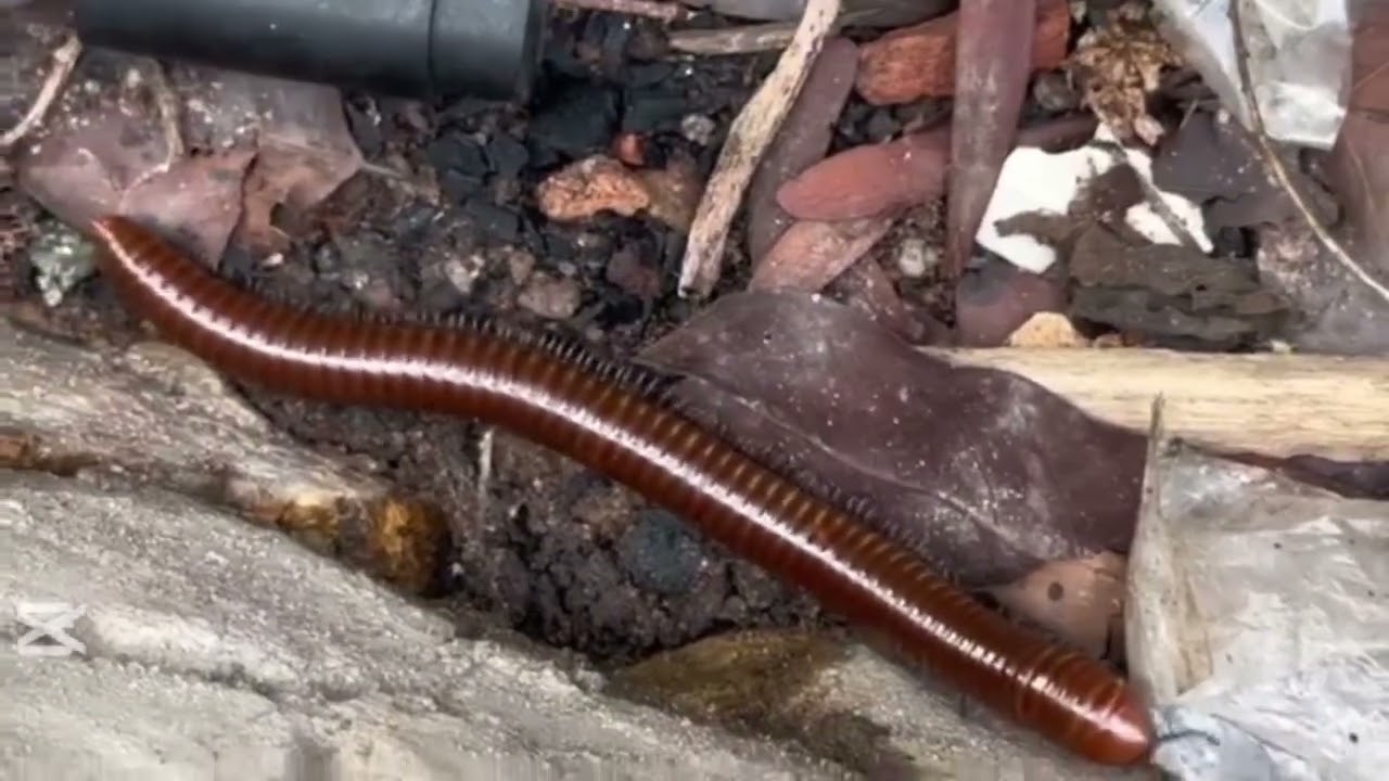 Millipede សត្វម្រើមព្រះ  ឬហៅថាសត្វម្រោមម្រះ Lovely Animals25