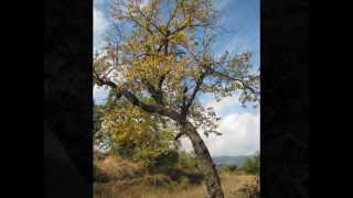 autumn season in hassroun(best pictures).