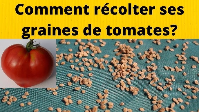 Comment extraire et conserver ses graines de tomates pour