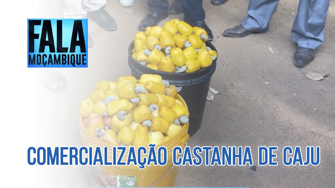 Produtores queixam-se de fixação arbitrária de preços por compradores em Mueda @PortalFM24