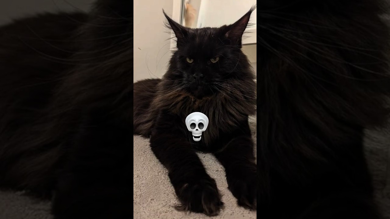 cat transformation 😱