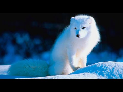 Vídeo: Onde vive a lebre do Ártico e o que come?