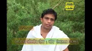 Ayurvedic use Indian Hemp (Bhaang)