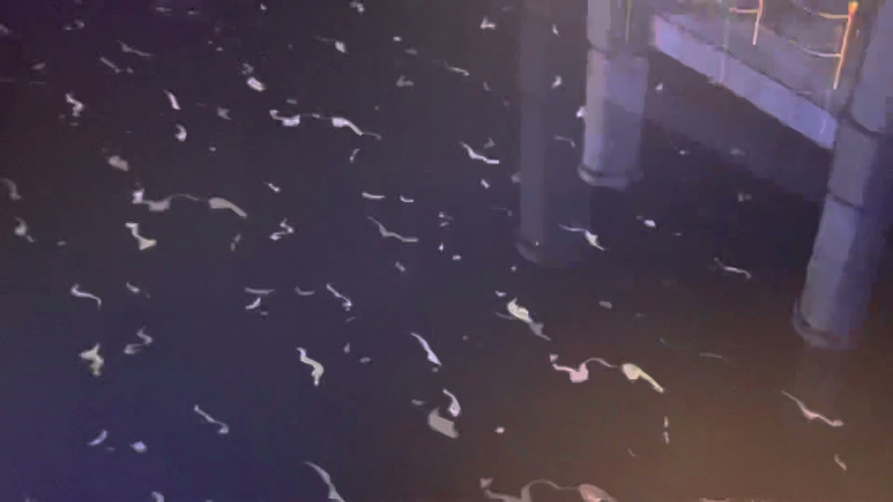 JOHN WICK HEX Trailer