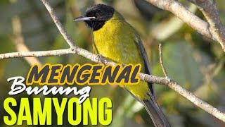 MENGENAL BURUNG SAMYONG DAN HABITATNYA,BURUNG INI TERMASUK BURUNG YANG DILINDUNGI
