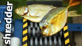 EXPERIMENT Shredding: Fish