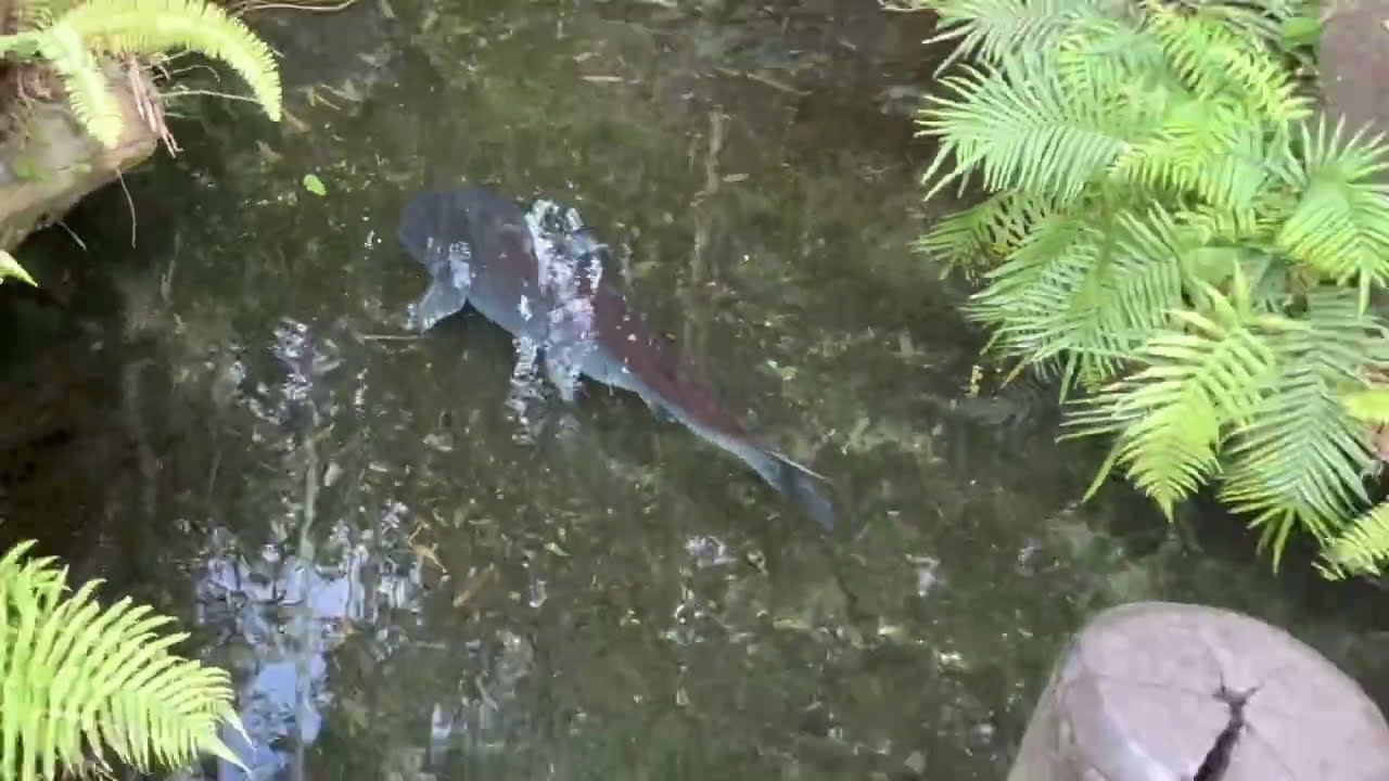Disney’s Animal Kingdom Side Trail Surprise 