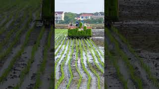 A machine planting rice automatically.#modernfarming #machinework #agriculture #fyp #shorts