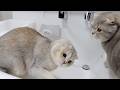 A rare sight: a cat that supposedly hates water getting a morning shampoo!