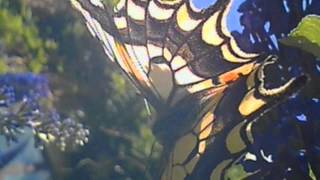 Swallowtail Papilio Machaon