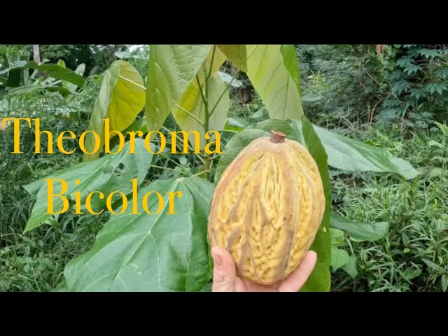 Theobroma Bicolor on Kauai Hawaii - YouTube
