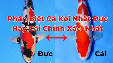 Cách Phân Biệt Cá Koi Nhật Đực Hay Cái Chính Xác Và Dễ Dàng Nhất