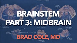 Brain Stem, part 3, Midbrain
