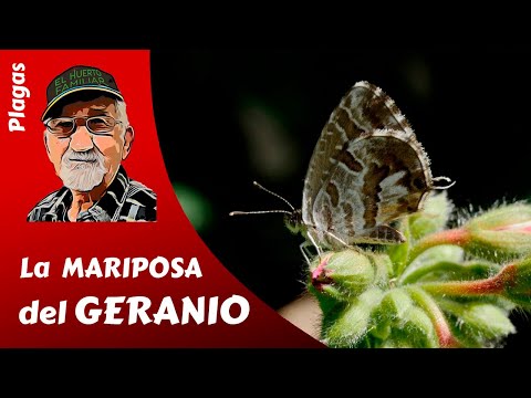 𝗠𝗔𝗥𝗜𝗣𝗢𝗦𝗔𝗦: La mariposa del 𝗴𝗲𝗿𝗮𝗻𝗶𝗼, una plaga con encanto.