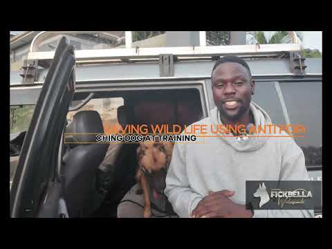 Using dogs to save wildlife