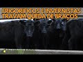 HORA DO BOI 04/12 - FRIGORIFICOS E INVERNISTAS TRAVAM QUEDA DE BRAÇOS