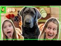 Will Clouder Eat it?! Fruits and Veggies Taste test with our Labrador Retriever