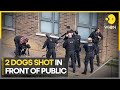 London: Met Police shoot dead two dogs and Taser man | Latest English News | WION