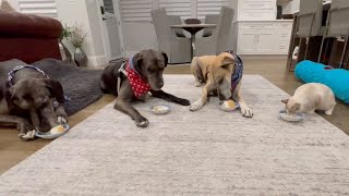 Unlikely Animal Friendships Kitten Is Best Friends With Three Great Danes