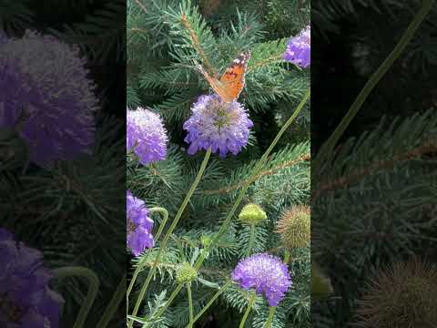 Метелики наче живі квіти метелик Butterfly Garden