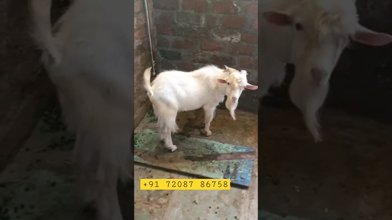 quality bantam kid for sale 