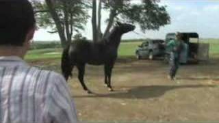 Problem With Your Horse