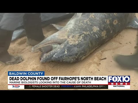 Dead dolphin discovered