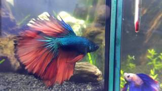 Rosetail Betta - Aramis