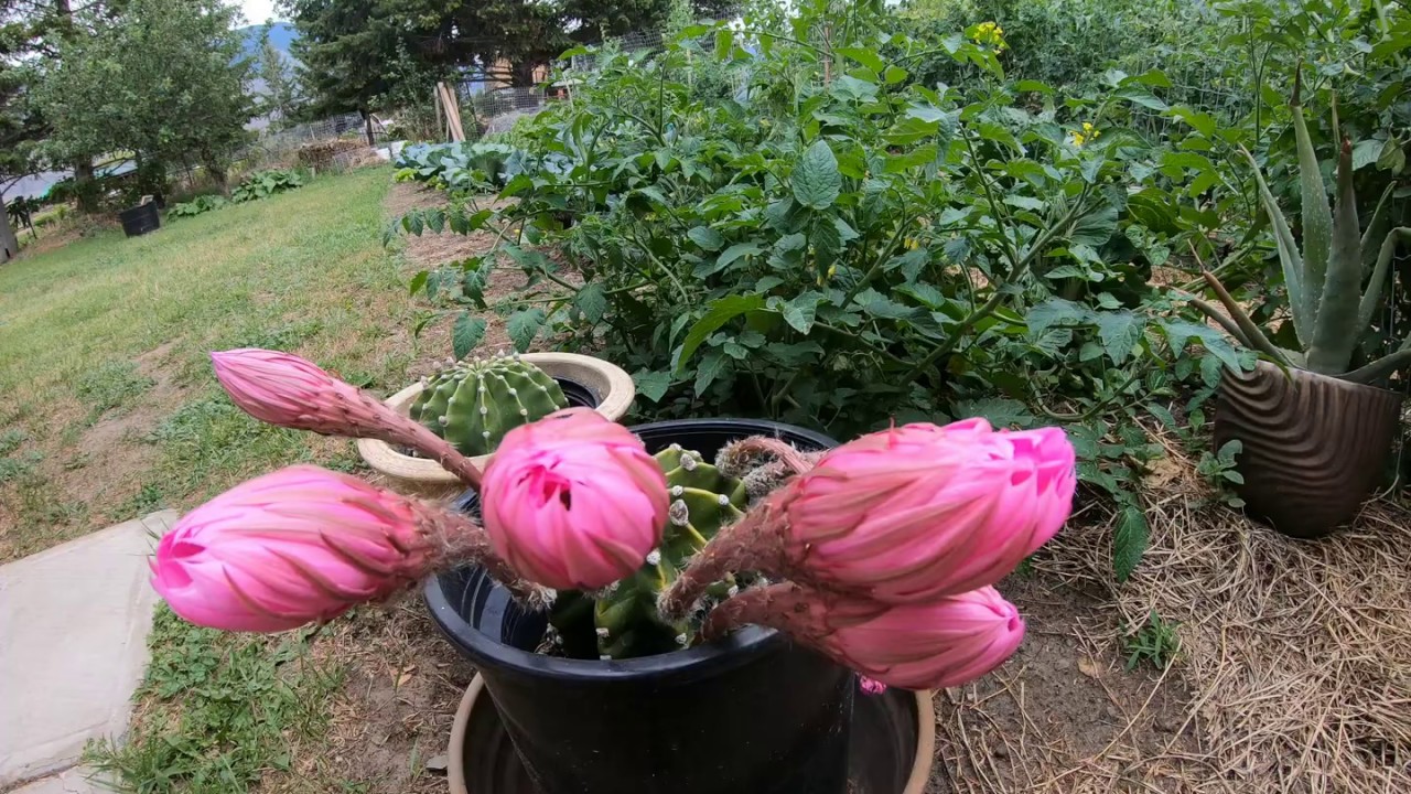 Lovely cactus flower blossoms blooming in fast-motion time lapse