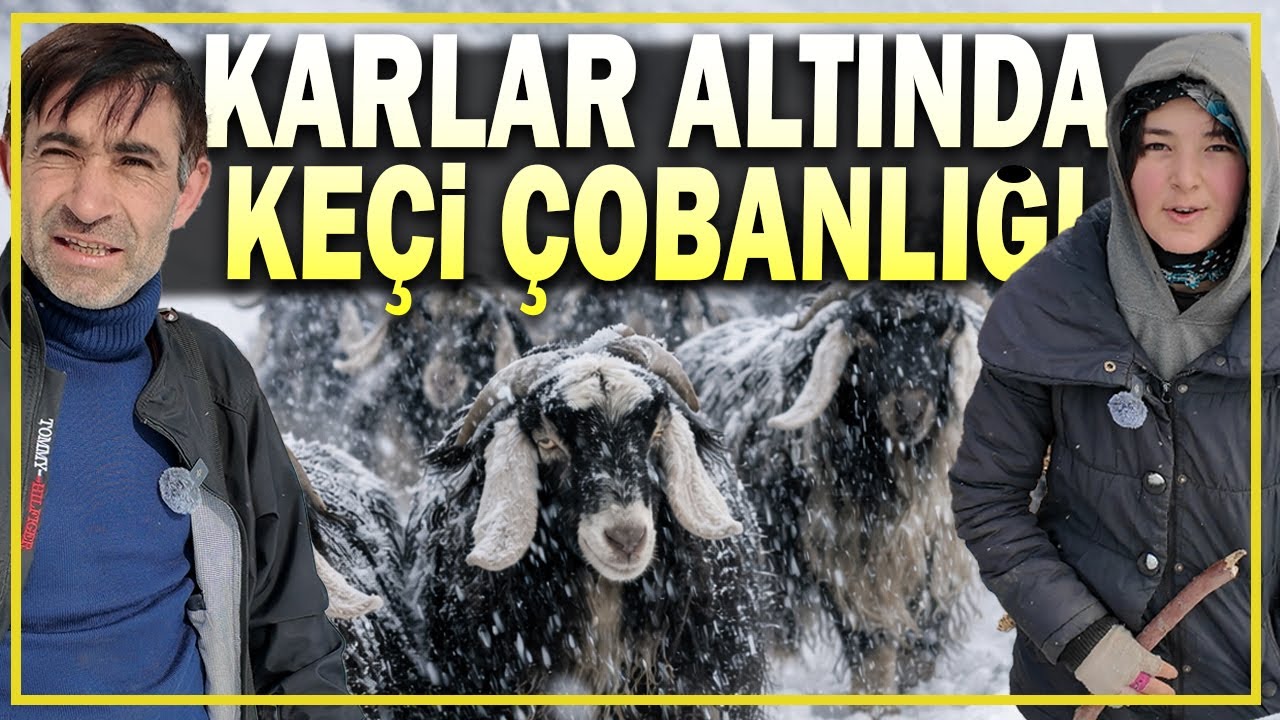 Kar Altında Keçileriyle Zorlu Yaşam- Kar Altında Yaşam
