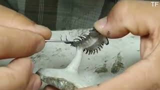 Secrets Of Trilobite Preparation  How Fossils Are Perfectly Cleaned