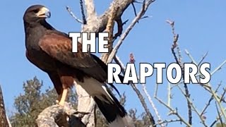 THE RAPTORS - ARIZONA-SONORA DESERT MUSEUM by SitDownPerspective 977 views 7 years ago 4 minutes, 34 seconds