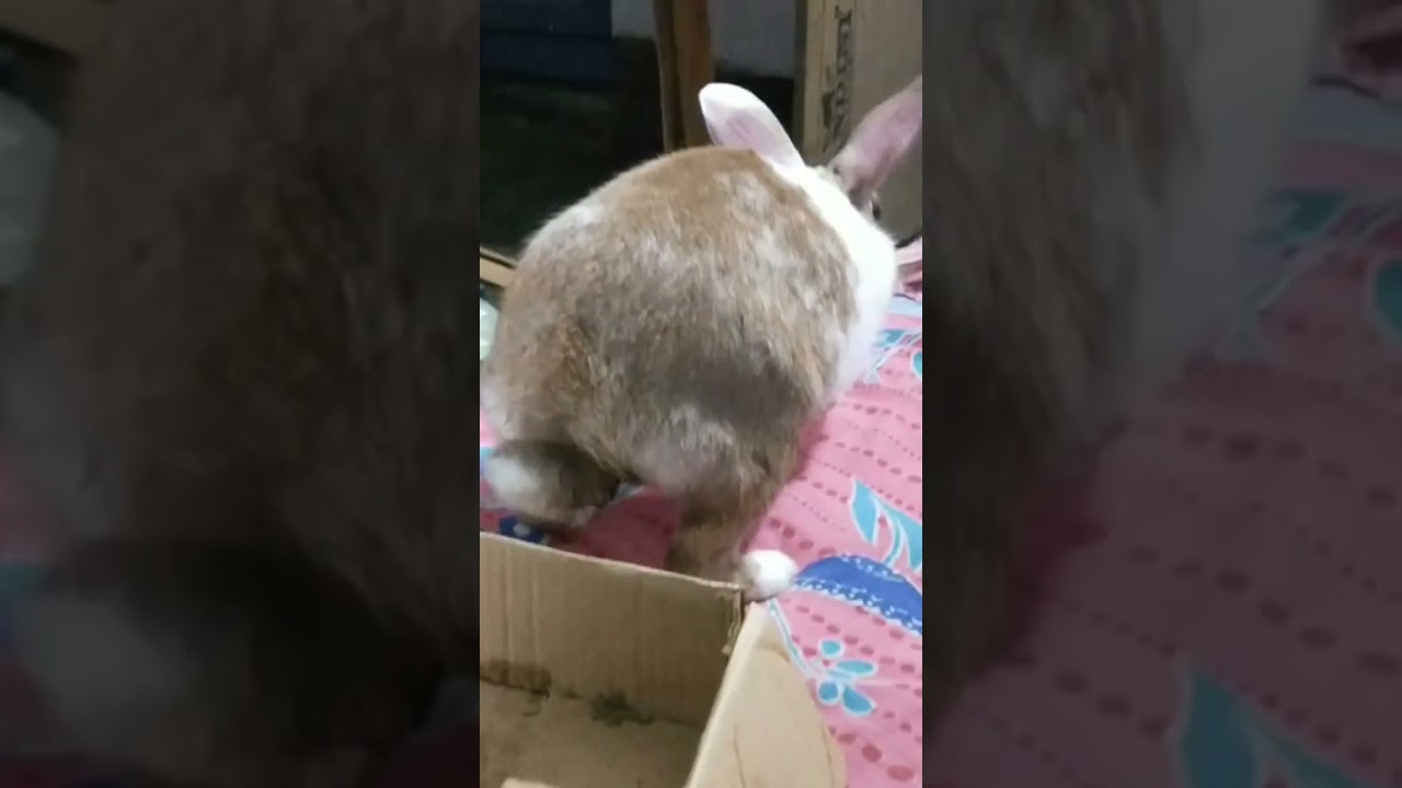 Cute rabbit 🐰🐇 getting curious about her surroundings 😍🐇🐰 