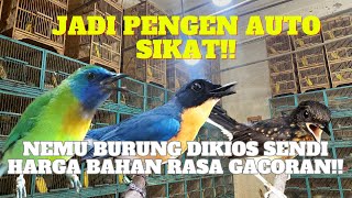 PANTAUAN HARI INI AUTO SIKAT NEMU BURUNG BAHAN RASA GACORAN!! HARGA BAHAN