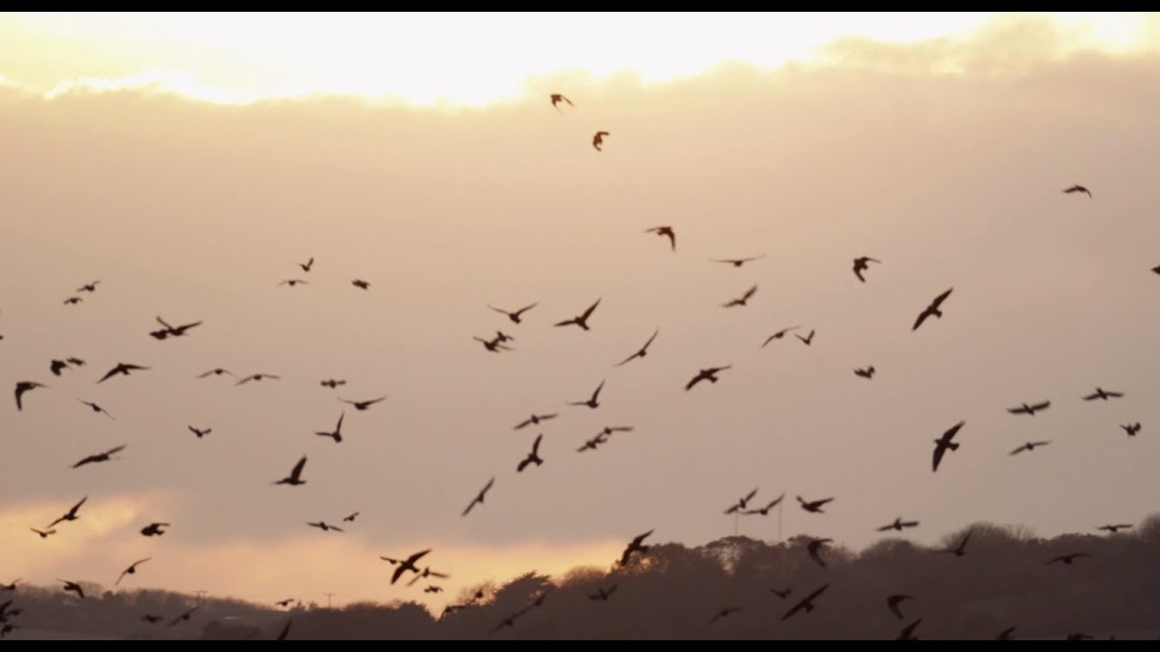 Study reveals how social relationships transform bird flocks