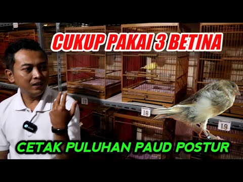 TRIK CERDIK❗Ternak Kenari Dengan 3 Betina Menghasilkan Banyak Paud Postur Tiap Bulan | RIF MENGGILA