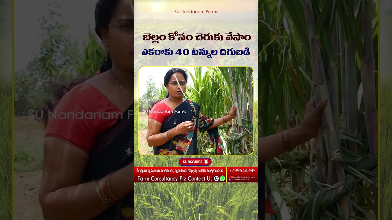 Sugarcane Farming Tips in Telugu 