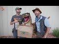 I Tried to Buy a T-Rex and This Happened!