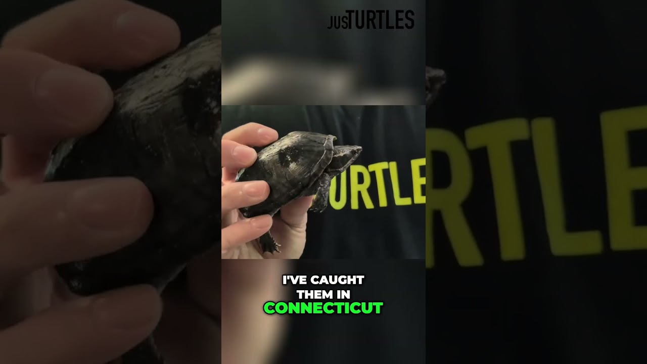 The Stinkpot Musk Turtle - One of the Greats