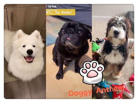 🐶Doggy Anthem 🐶 😬Funniest compilation--8 Otc 2020